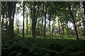 Ferns in Westershore Wood, near Blackness in EH49 7ND