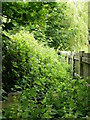 Footpath overgrown with nettles! in BL8 1YW