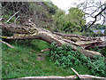 Fallen tree at Bronclydwr in LL36 9NH