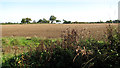 Fields north of School Road in NR15 2QL