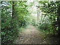 Netley Marsh, footpath in SO40 8JB