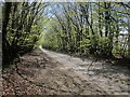 Lane through Stone Moor Plantations in EX18 7EQ