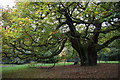 The Allerton Oak, Calderstones Park in L18 3EA