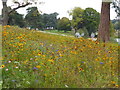 Trentham Gardens - wild flowers in ST4 8LH