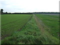 Field margin near Freckenham in IP28 8HZ