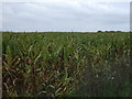 Maize crop, Cavenham in IP28 6SE