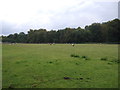 Grazing near Little Farm in IP28 6LP