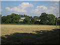 Looking towards Great Wilsey Farm in Haverhill East Ward