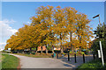 Autumn colour by the Thames in TW16 6BY