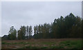 Line of trees near Moulton Road in Sneath Common