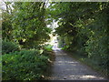 Leafy lane leaving Avebury in SN8 1RQ