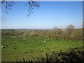 Sheep near Hill Side Cross in EX36 4NN