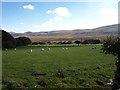 Sheep in field next to B4329 at Rhyd-y-groes in SA41 3TT