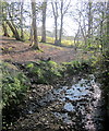Stream, Buckham Hill in Romansleigh