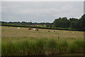 Cattle grazing by the canal in CV13 0PE