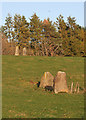 Druidsfield Standing Stones (1) in AB33 8AP