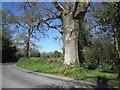 Trees near Hodge Ditch Farm in TA20 4QS