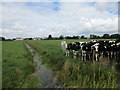 Cattle and drain in TA9 4QA