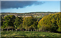 Fence post line with trees beyond in NE17 7LH