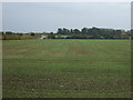 Young crop east of Downham Road in CB6 2SJ