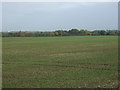 Young crop field near Orwell Pit Farm in CB6 2SJ