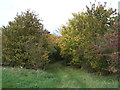 Footpath through the trees to Frith Head in CB6 2TD