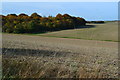 Fields and woodland near Durrington in SP4 8RF