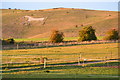 Sunlit fields and Alton Barnes white horse in SN8 4JZ