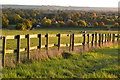 Evening sunlight on wooden fence in SN8 4LD