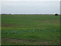 Farmland off March Road (B1100) in PE14 9SF