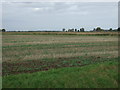 Farmland near the Darcey Lode (drain) in PE14 9QN