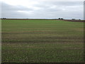 Young crop field  in PE14 9PN