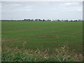 Young crop field, Upwell Fen in PE14 9PL
