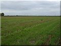 Flat farmland near Holme Farm in PE14 9PH