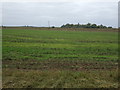 Flat farmland west of Upwell Road in PE14 9LF