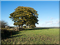 Trees along field boundary  line in DH8 6TZ