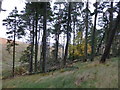 Plantation below Strancleuch Hill in ML12 6ST