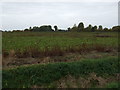 Crop field off The Common in PE14 9AF