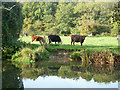 Cattle by the River Kennet in RG7 4SA