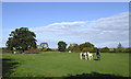 Grazing horses south of Chesterton, Shropshire in WV15 5PA