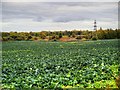 A Field of Cabbages at Up Holland in Orrell