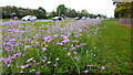 Flowers Along Winwick Road in WA2 8XJ