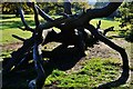 Castle Wood, Eltham: A fallen tree in SE18 3DB