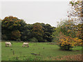 Horses near Farnley Hall in LS12 5QQ