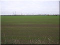 Young crop field off Mill Road in PE14 7JA