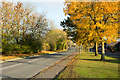 Autumnal trees along Middridge Lane in DL4 2AS
