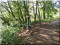 Fitness trail in the Dene in NE22 5NN