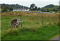 Standing Stone and Glenamachrie farm in PA34 4QE