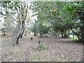 Blackhill, open woodland in SO51 6AP