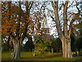 Trees in the churchyard at Fosdyke, Lincolnshire in PE20 2BU
